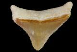 Serrated, Fossil Megalodon Tooth - Bone Valley, Florida #114138-1